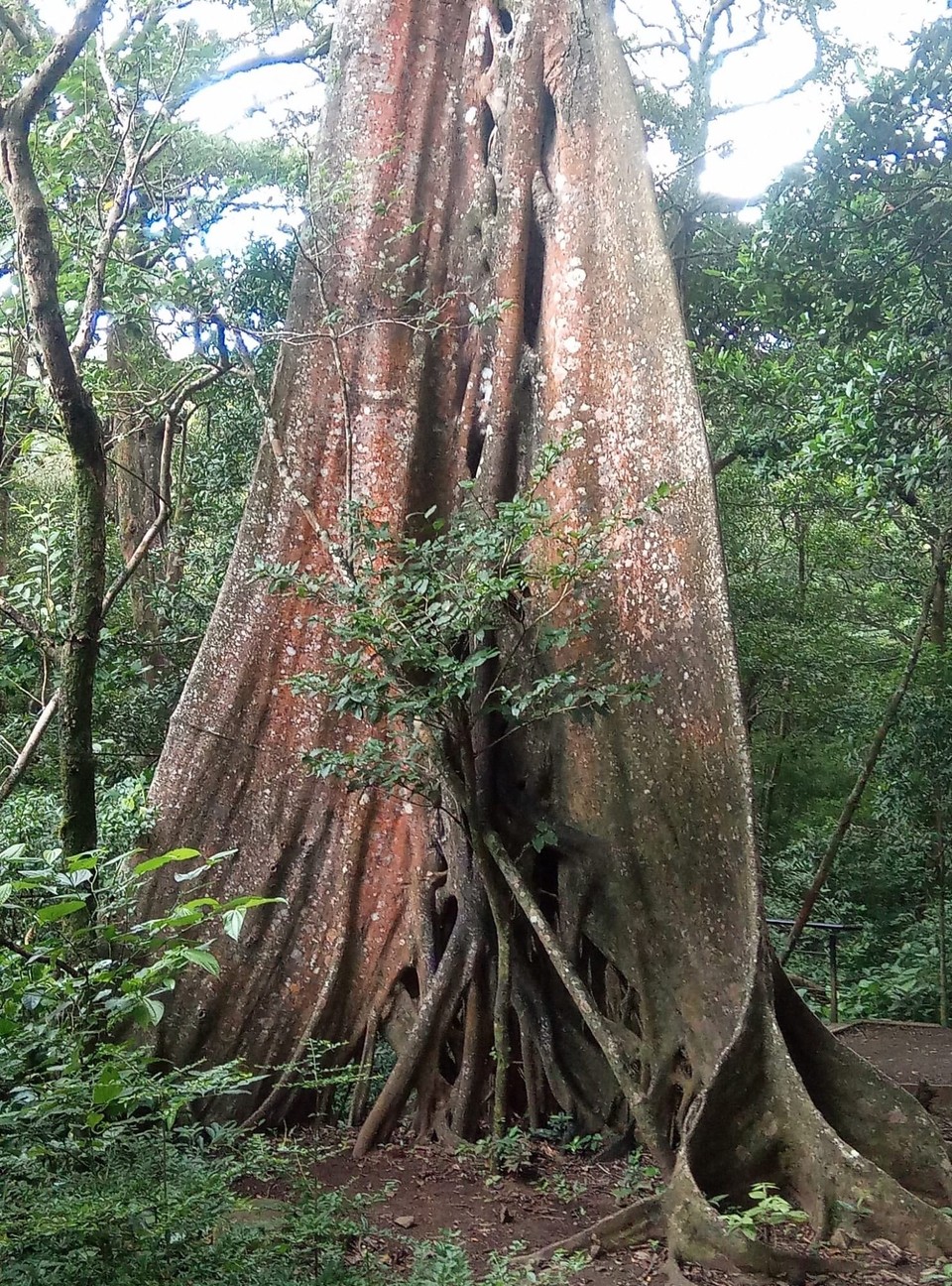 Costa Rica - Liberia - 