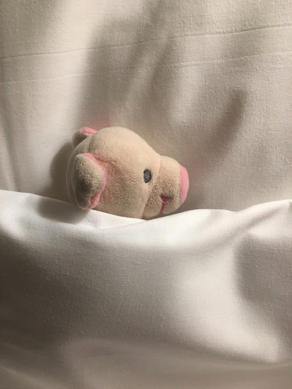 Neuseeland - Auckland - Letzte Nacht im Hotel, sleep well Grunzi