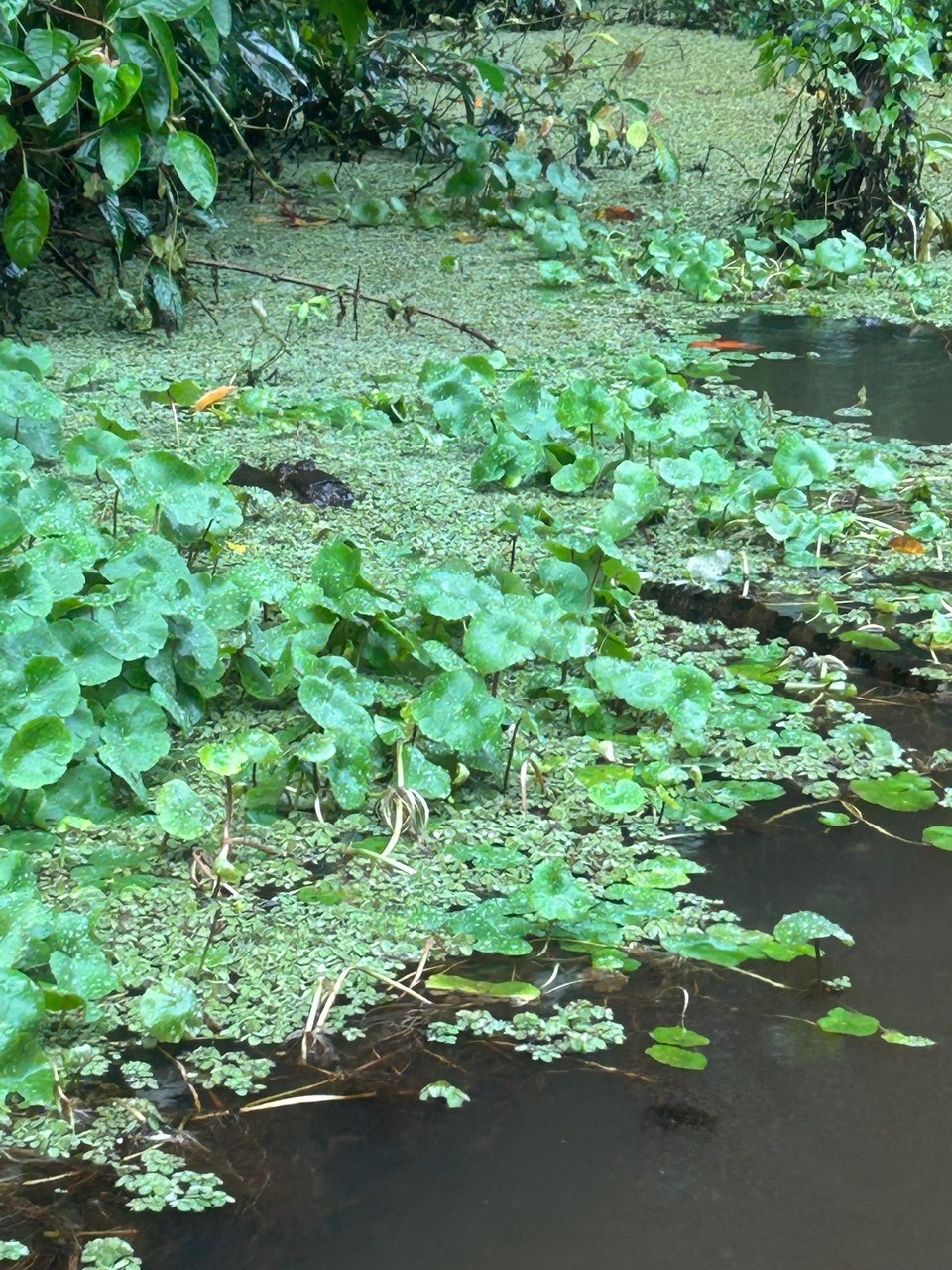 Costa Rica - Nationalpark Tortuguero - Krokodil 🐊 