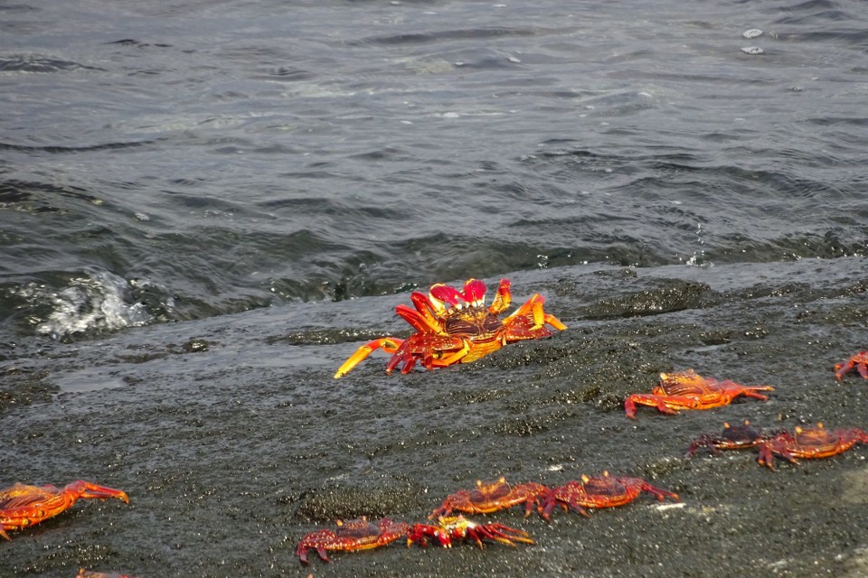 Ecuador - Fernandina Island - Sally Lightfoot crabs