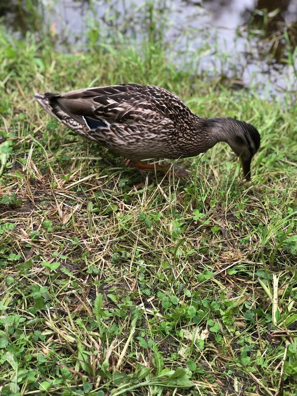Norway - Siljan - 🦆
