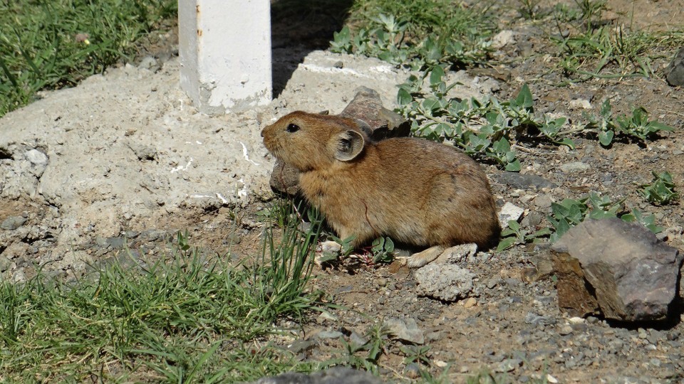 Mongolia - Dalanzadgad - Pika - so cute