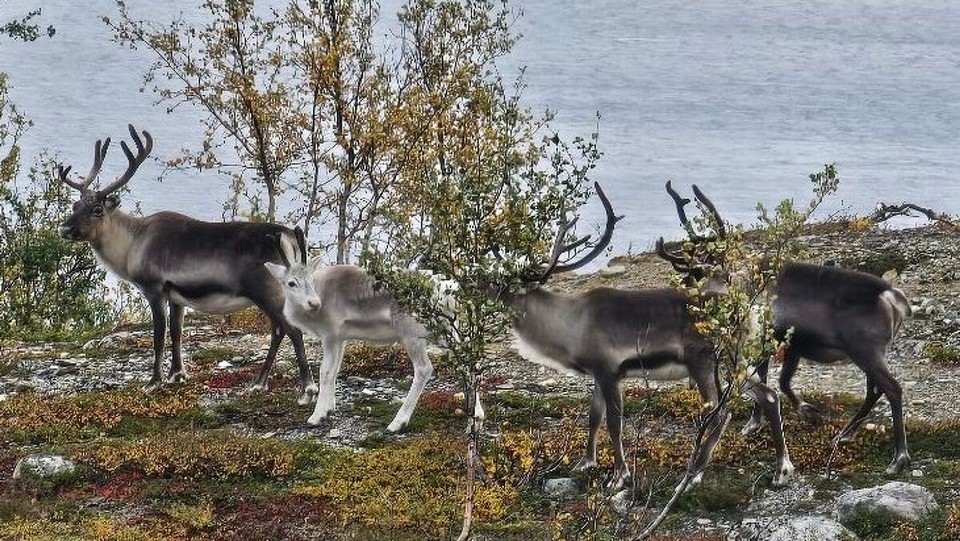 Norwegen - Alta - Und in Original 