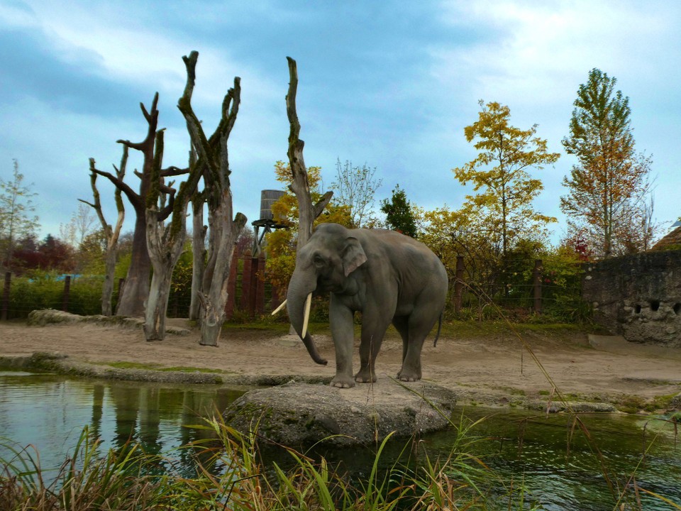 Schweiz - Zürich - Foto aus dem Zoo-Besuch 30.10.2021. 1 Jahr später werden wir die Tiere in freier Wildbahn erlebt haben.