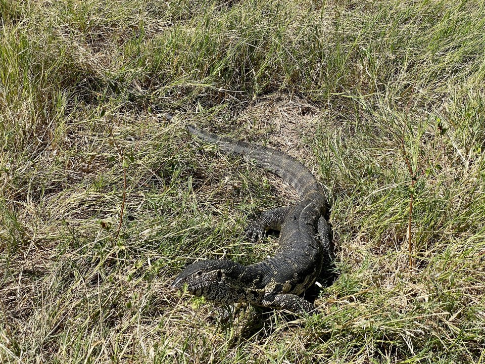 Botsuana - Kakoaka - 