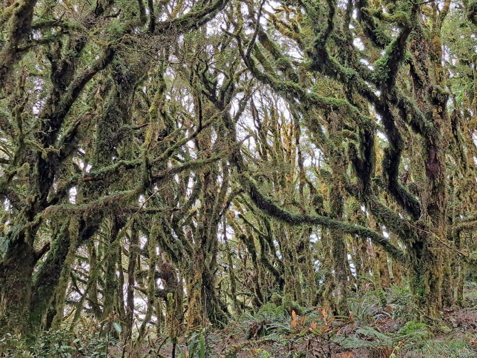 Neuseeland - unbekannt - 