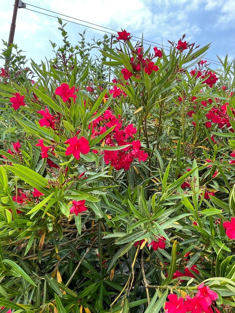 Kroatien - Umag - Oleander ohne Ende 