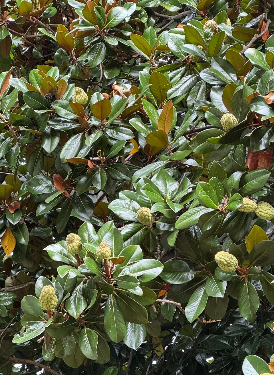 Schweiz - Balerna - Und es sieht aus, als wolle die pflanze Ende September noch mal in die Blühte gehen….