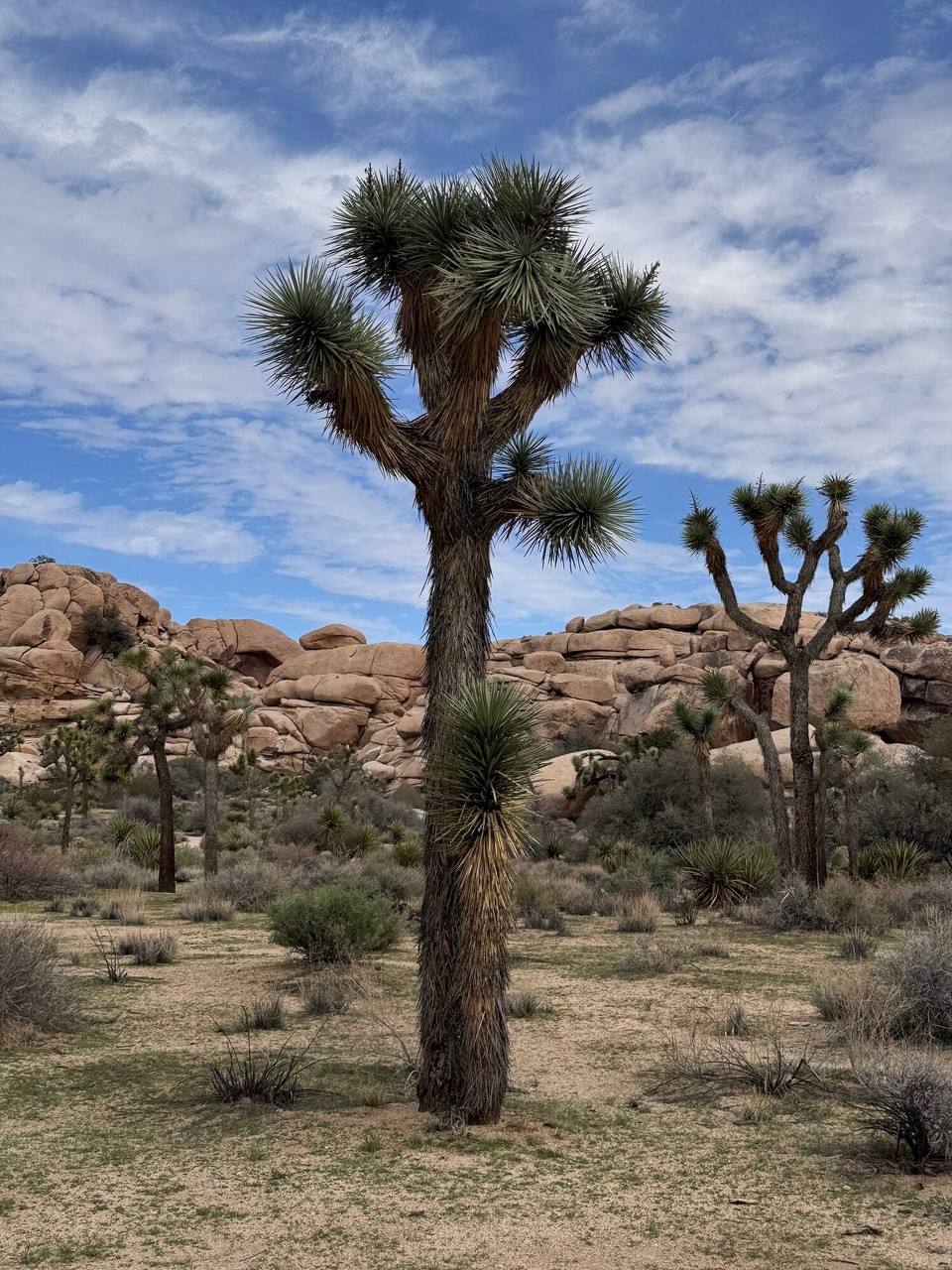 Vereinigte Staaten - Joshua Tree - 
