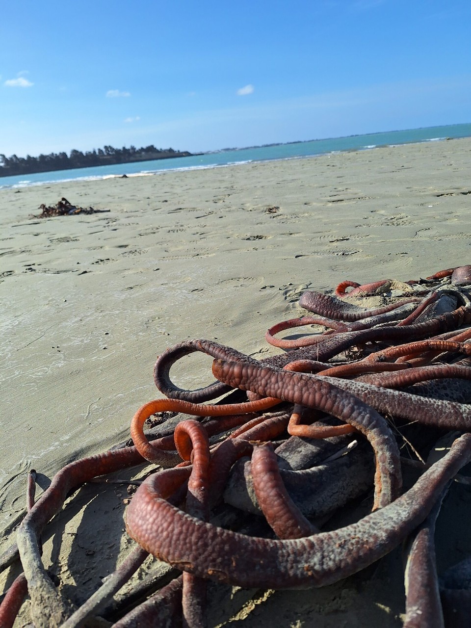 Neuseeland - Timaru - Strand bei Ebbe,
Getrocknete Pflanzenreste