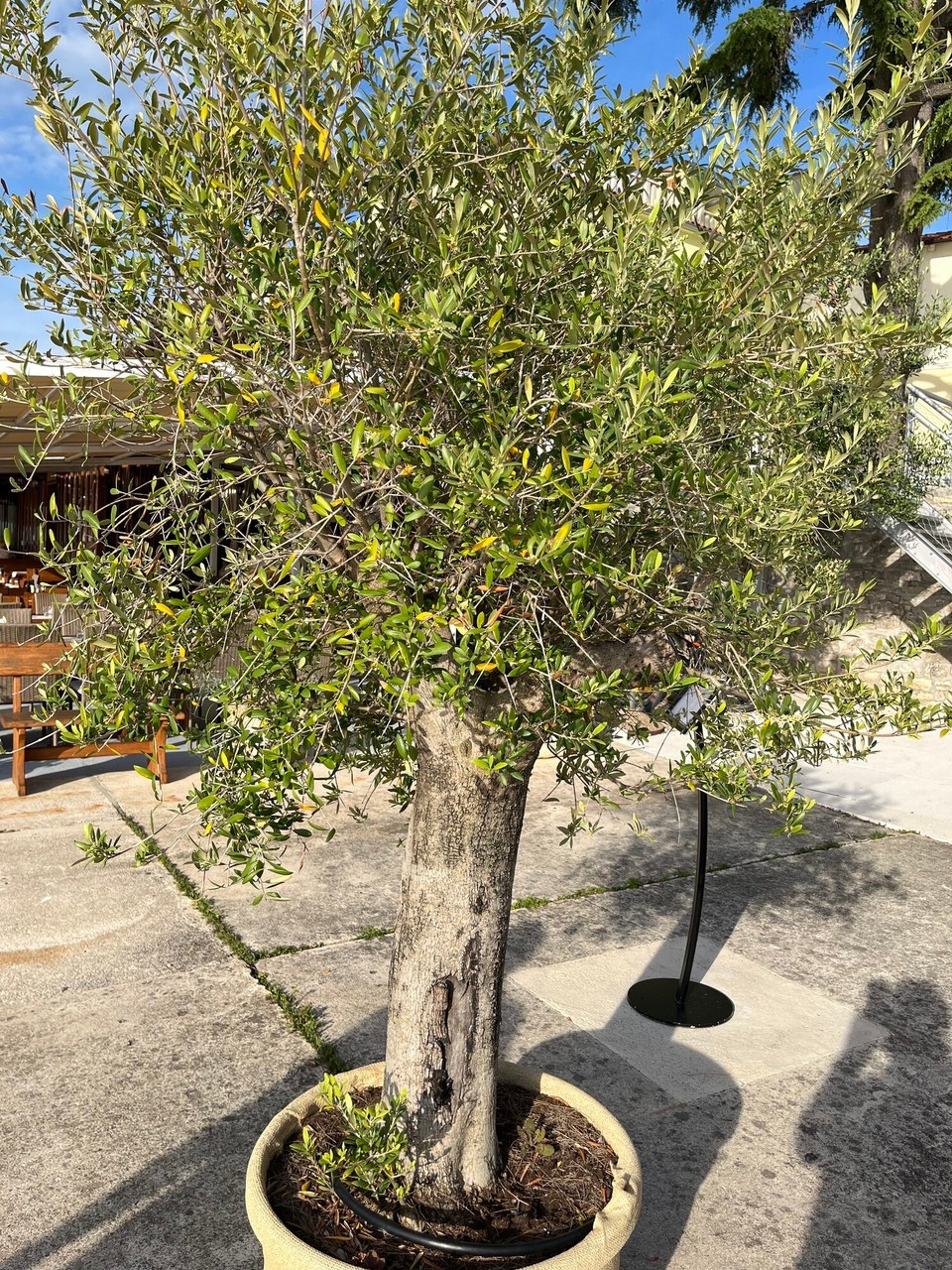 Kroatien - Novigrad - 