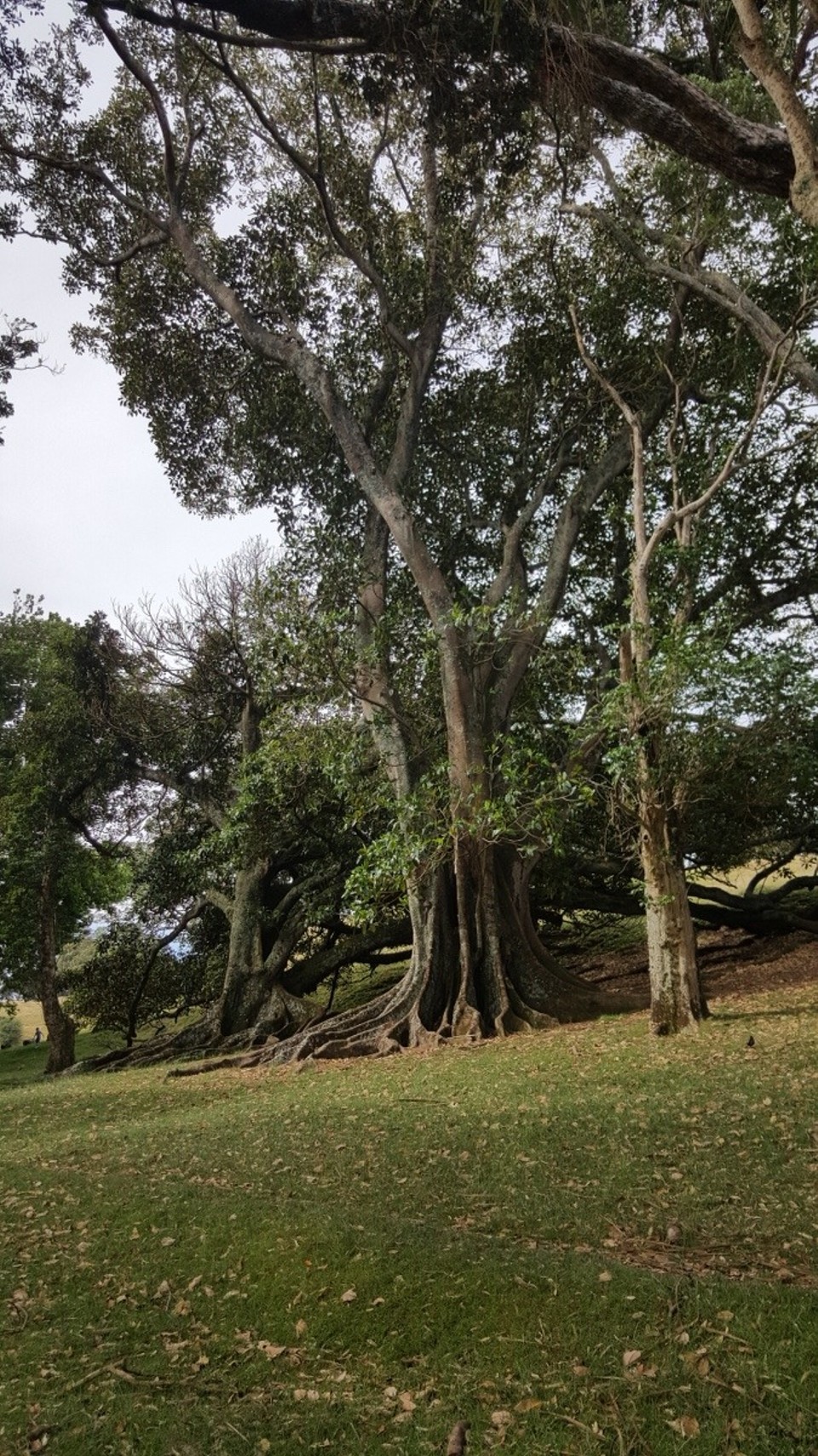 Neuseeland - Auckland - Noch nie so schöne Bäume gesehen im Park um den One Tree Hill.