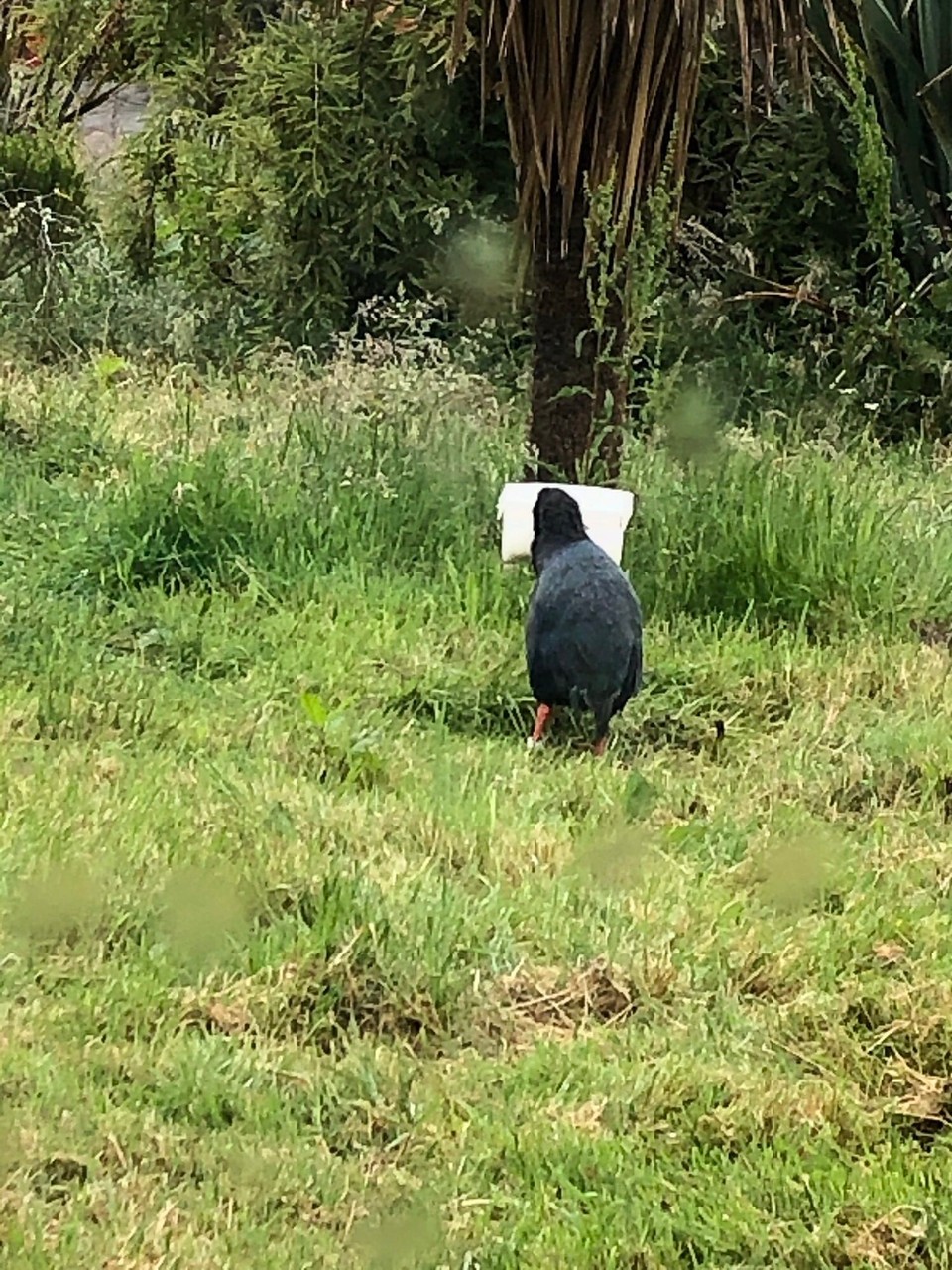 Neuseeland - Te Anau - ...das ist also Tumbles