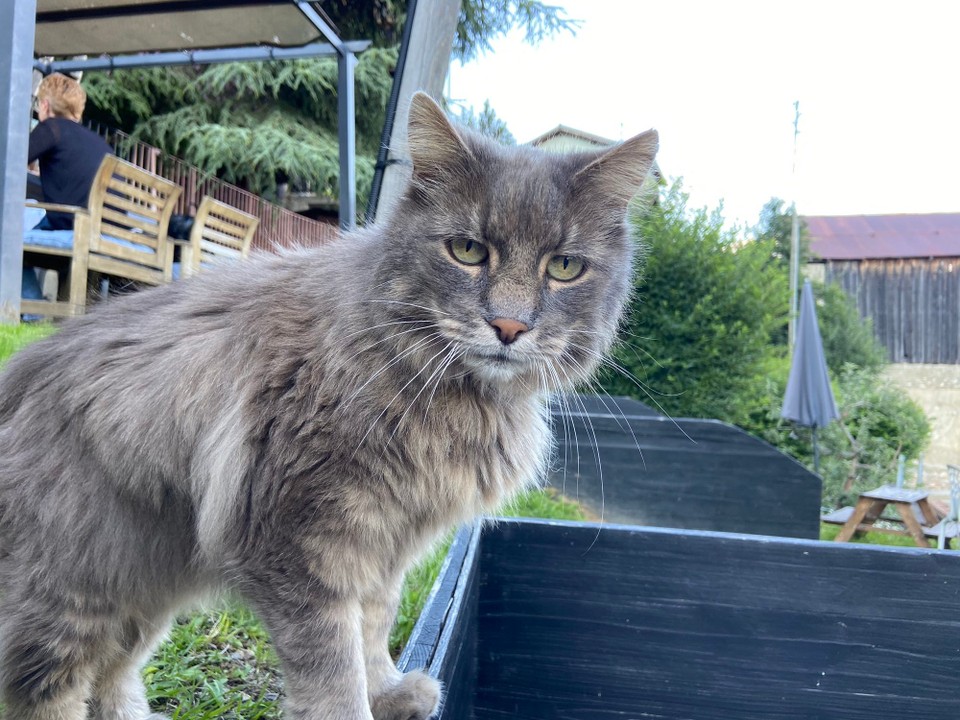 Schweiz - Anzère - Ich möchte auch etwas zu essen….