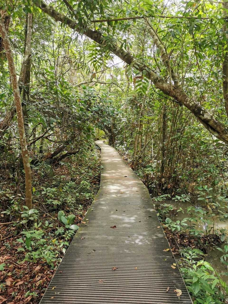 Singapur - Singapur - 