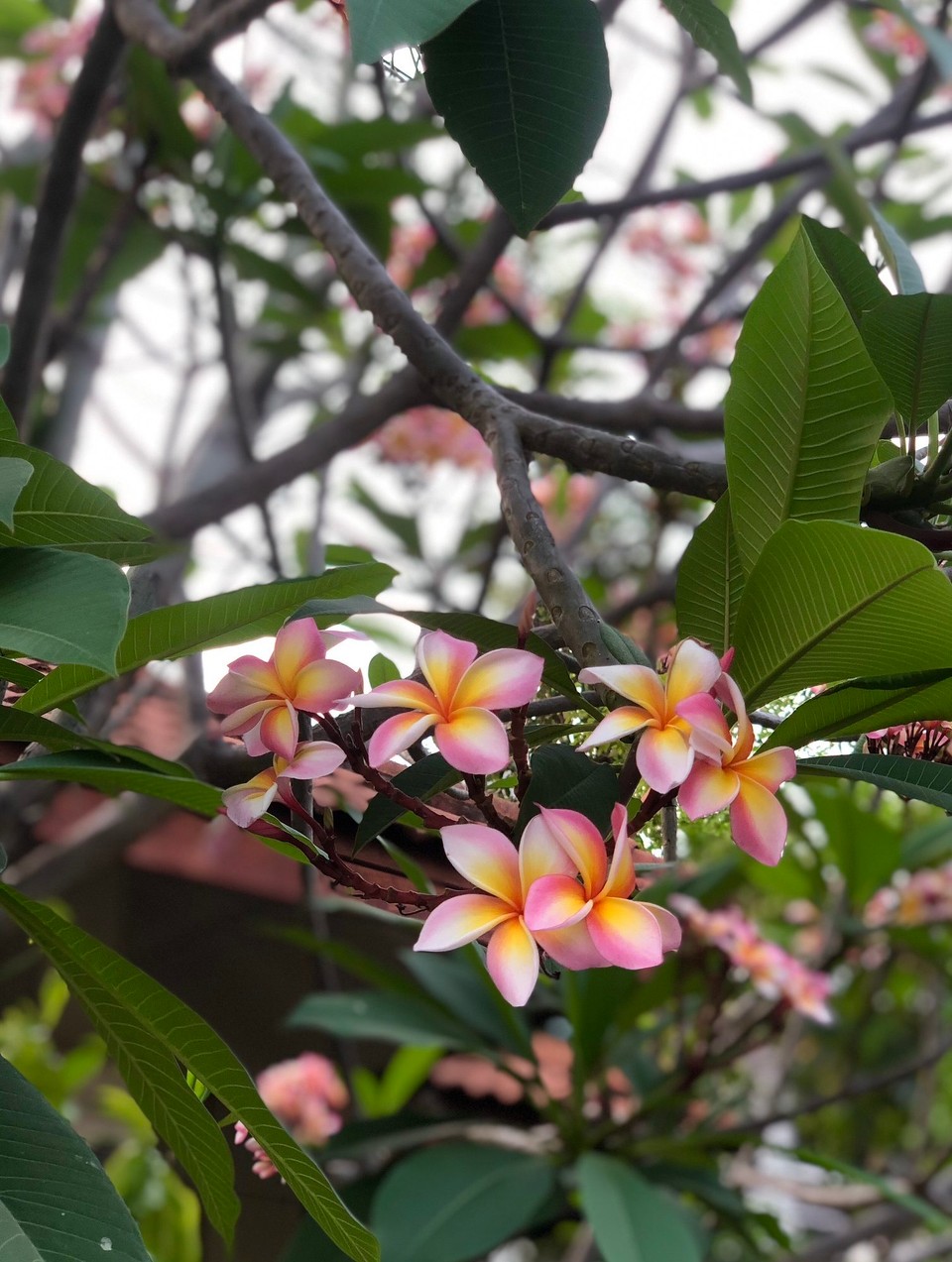 Thailand - Mueang Chiang Mai - Bei einem Spaziergang im Muban 🌸