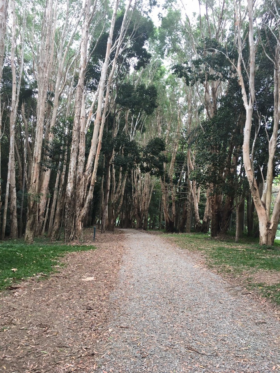 Ausztrália - Kuranda - 