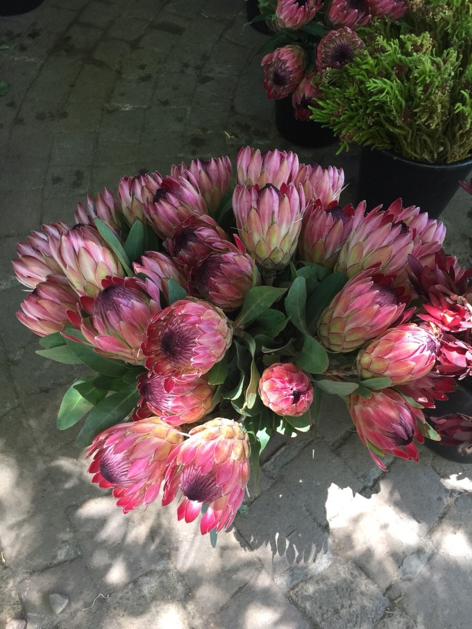 Südafrika - Stellenbosch - Proteas Sonntagmarket