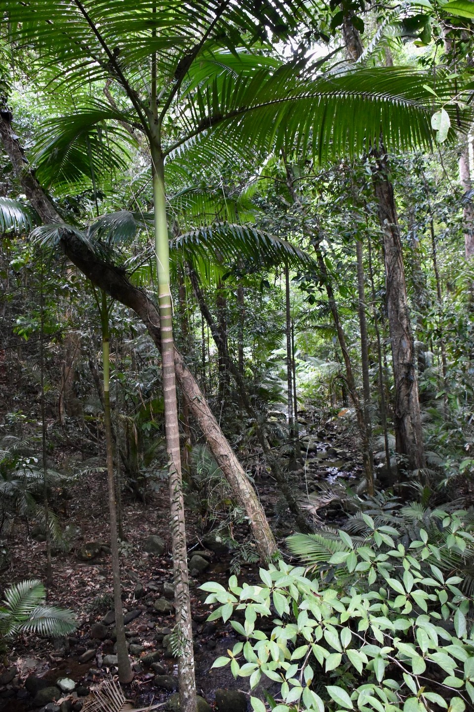 Australien - Mossman Gorge - Weiter ging es nach Mossman Gorge am Eingang des zum Weltkulturerbe gehörenden Daintree-Regenwaldes. 