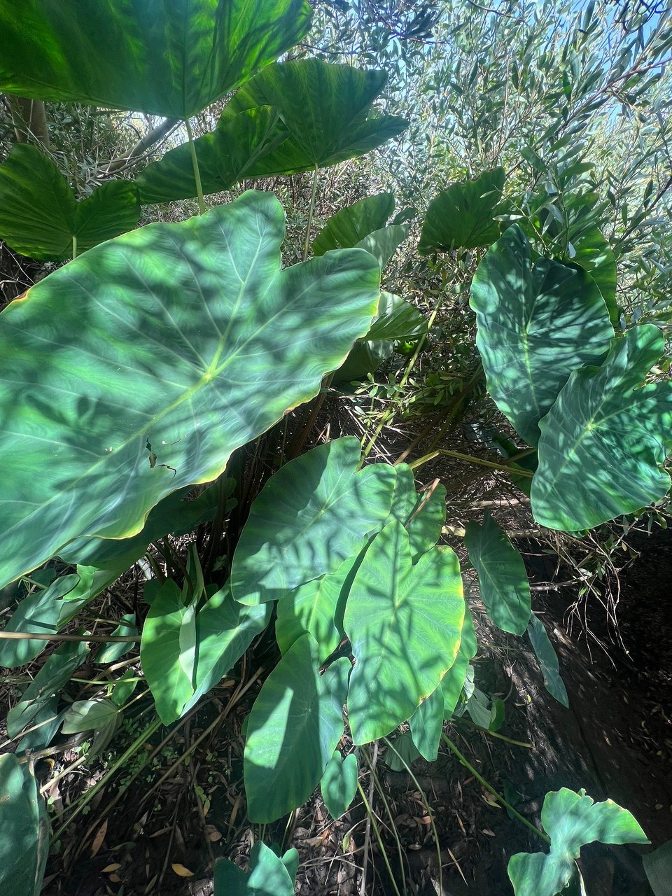 Portugal - São Teotónio - 