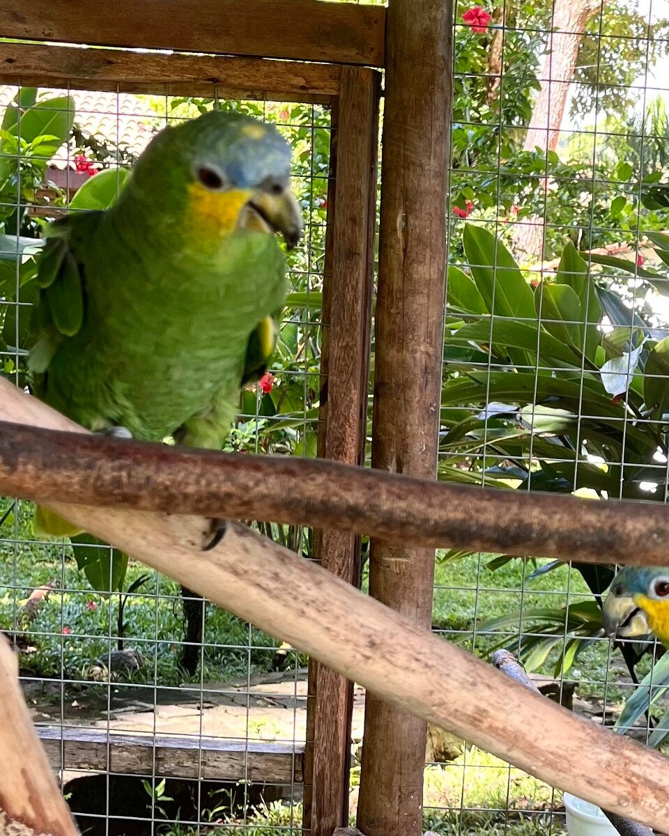 Brasilien - Cairu - Hauspapagei im Hotel Coco Dende