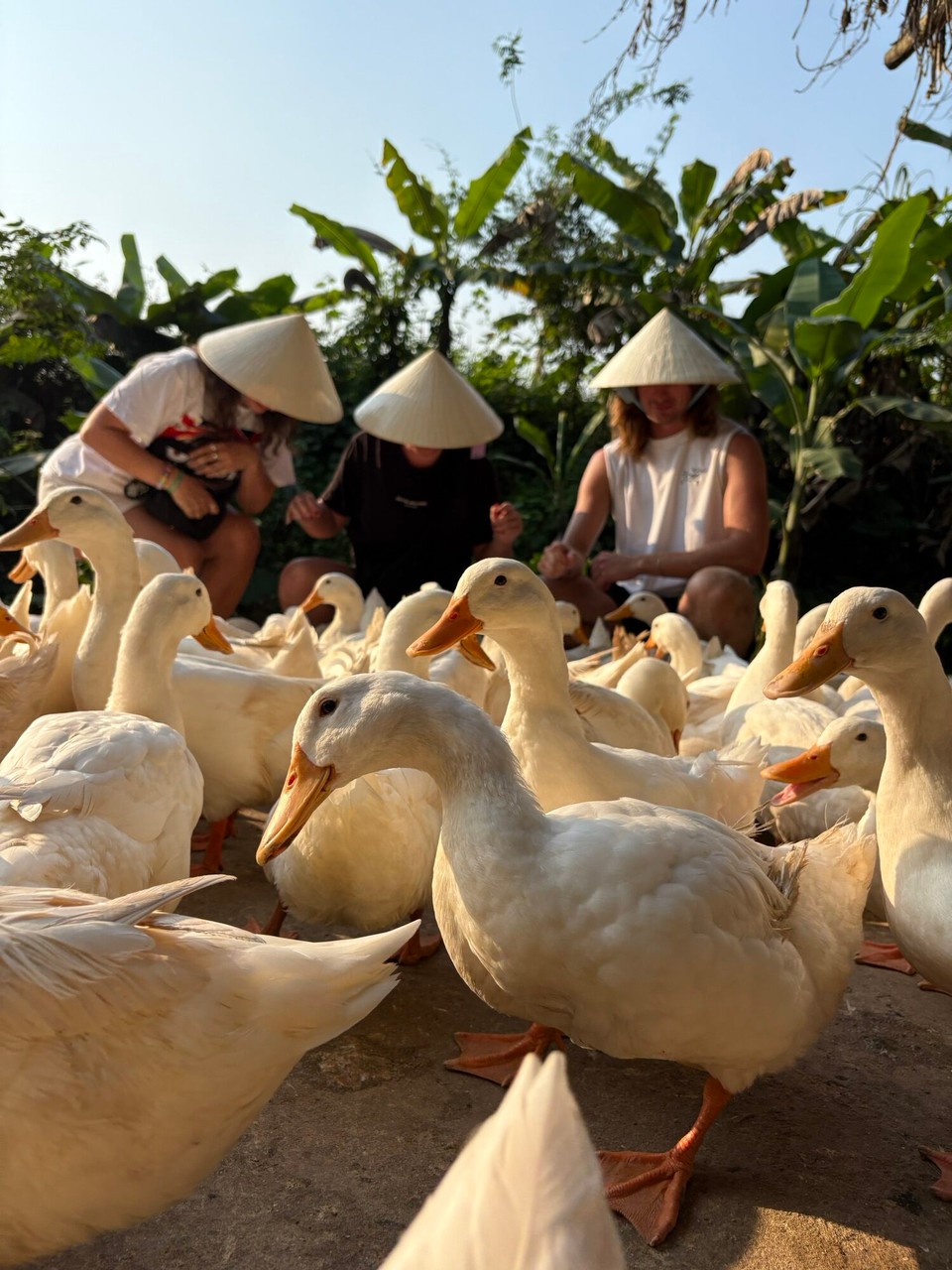 Vietnam - Bo Trach - How cute are they! We learnt how to be duck leaders and they follow you around when you have the food in your hands. The guy then made them eat off our feet and thighs which was a strange experience but it was hilarious. They then take you for some traditional pancakes and a beer 