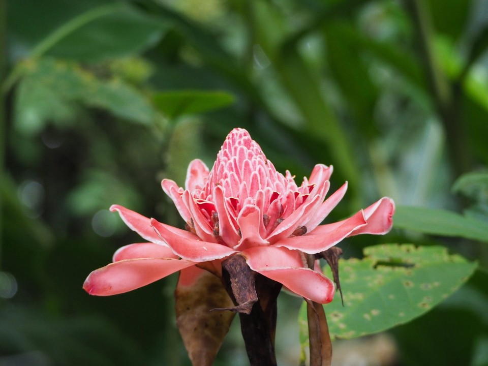 Costa Rica - La Fortuna - 