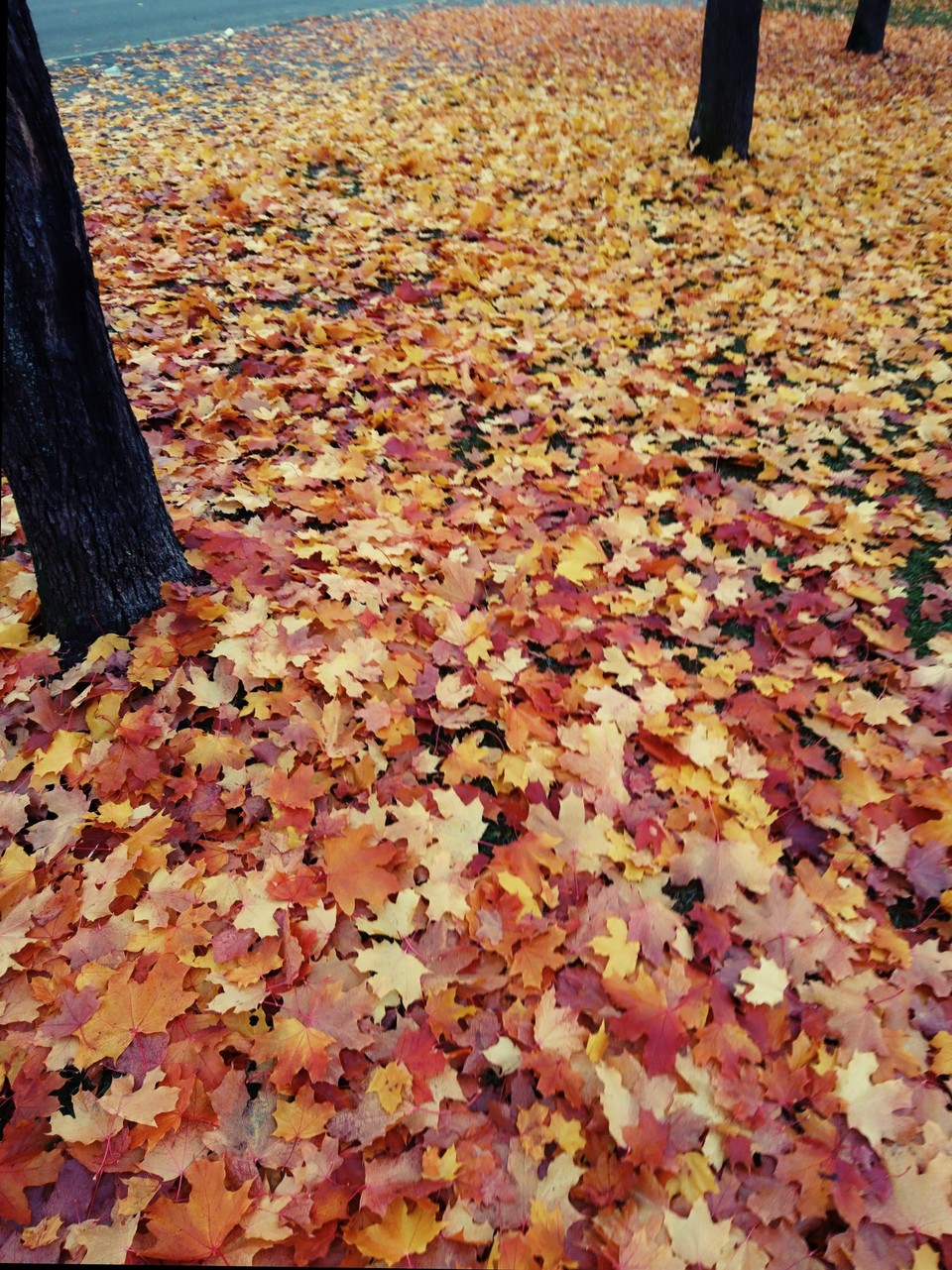 Finnland - Helsinki - Herbst mal bunt