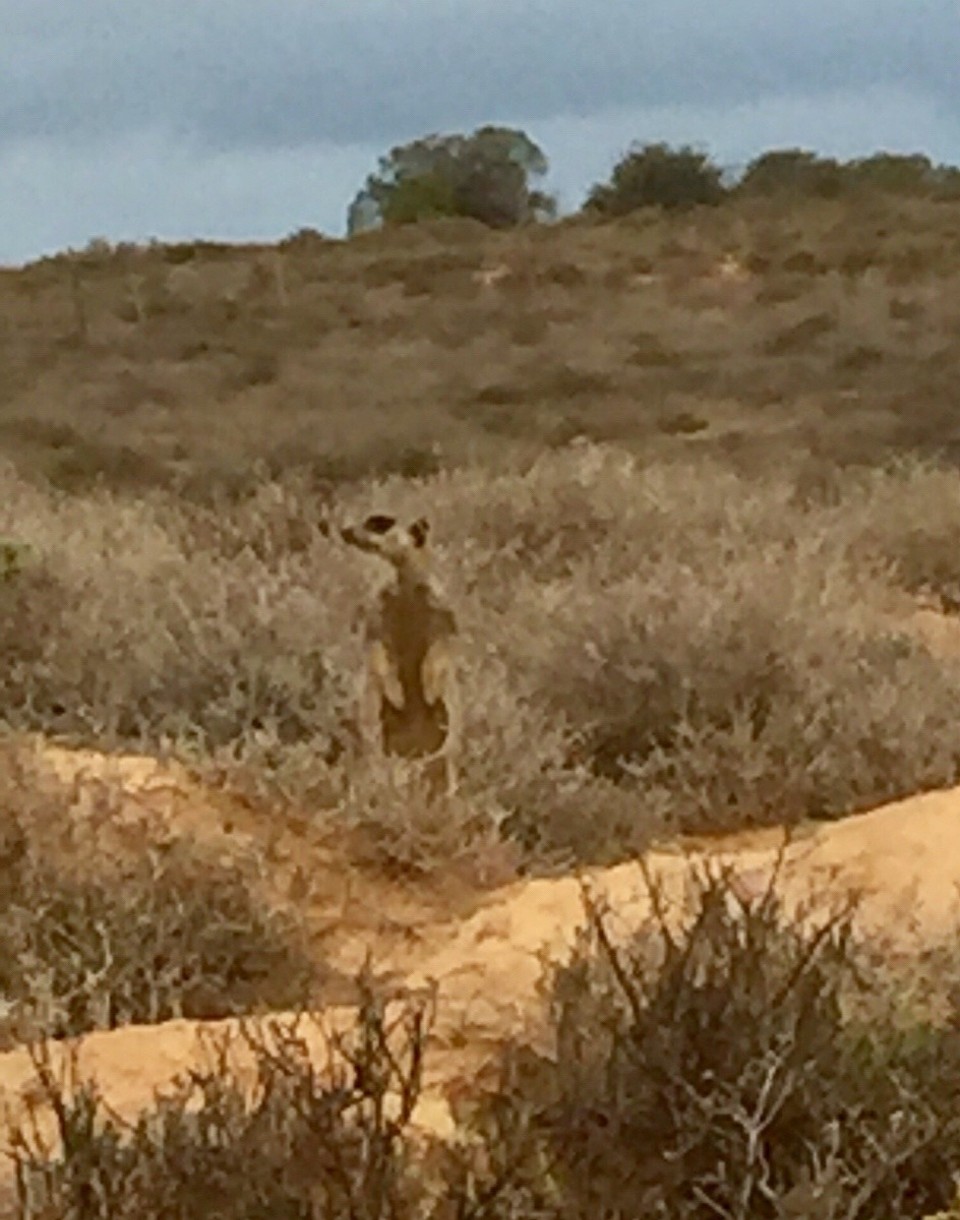 Südafrika - Oudtshoorn - 