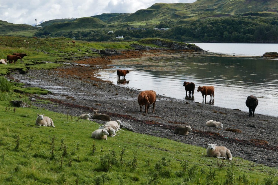 Vereinigtes Königreich - Kerrera - Kühe, welche im Meerwasser stehen und ihre Hufe baden
