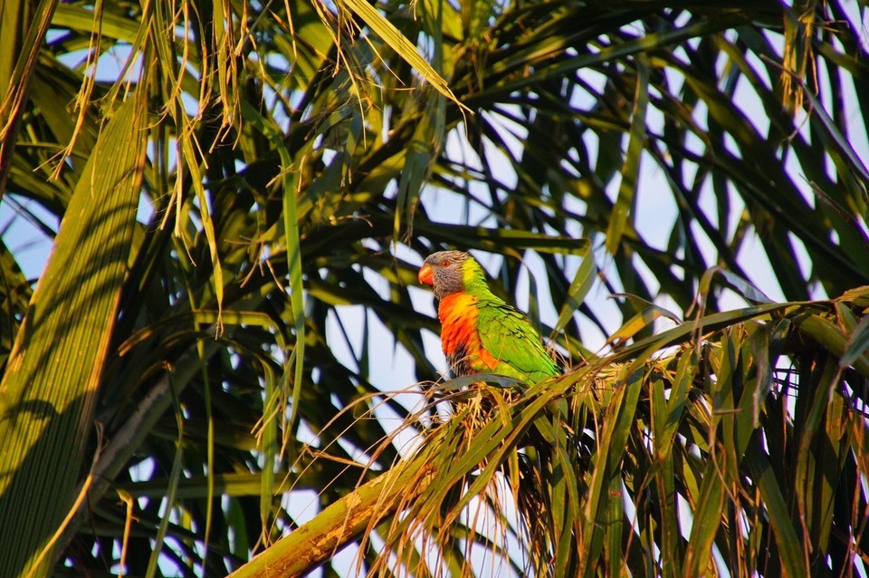 Australien - Fremantle - So ein schöner Vogel 🐦 