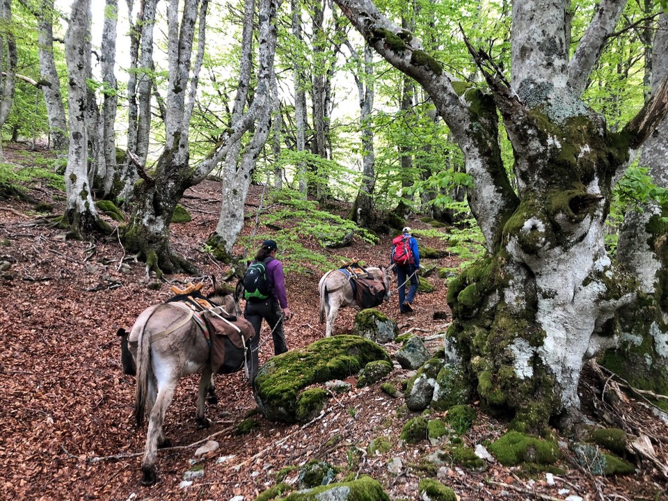 Frankreich - Castagnol - 
