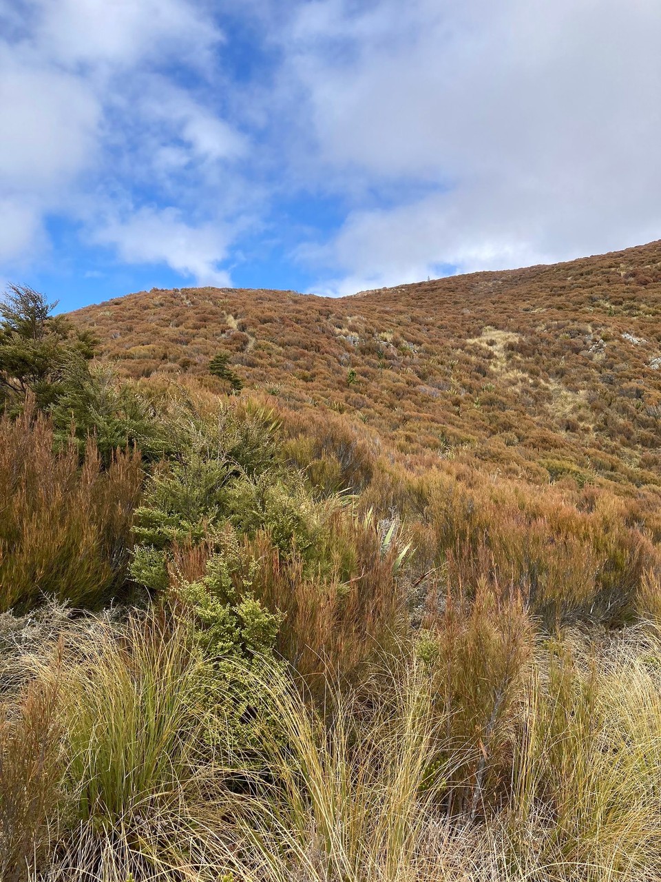 Neuseeland - Tapanui - 