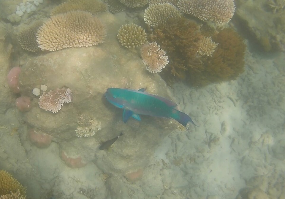 Australien - Cape Conway - Papageienfisch