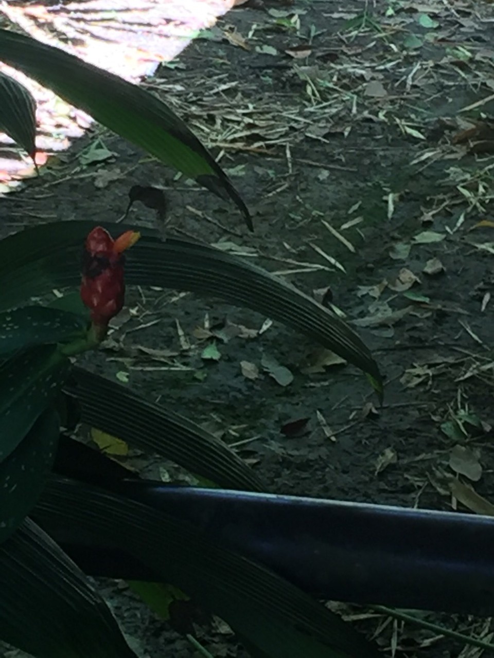 Costa Rica - Talamanca - 