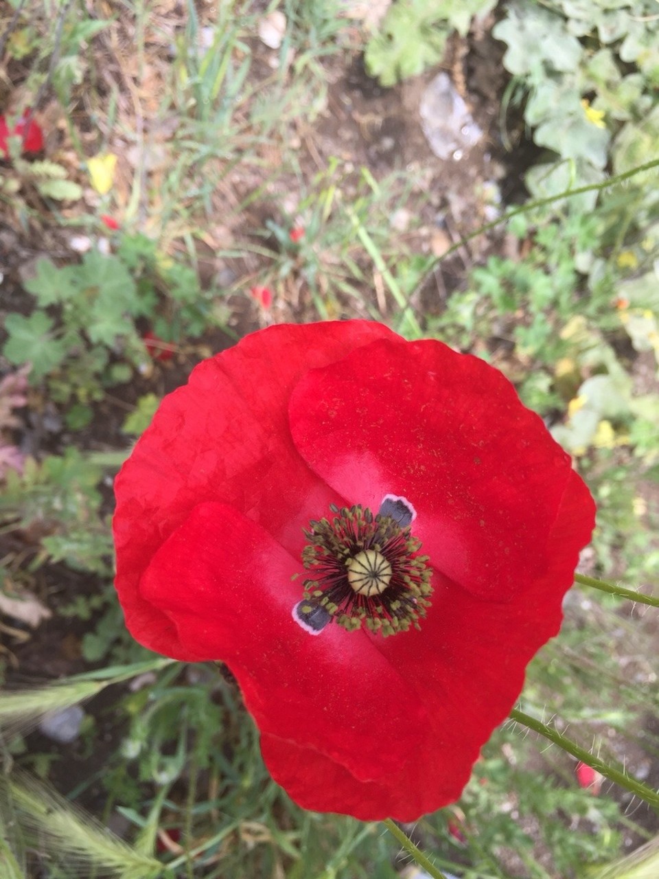 Griechenland - Thermi - Mohnblumen