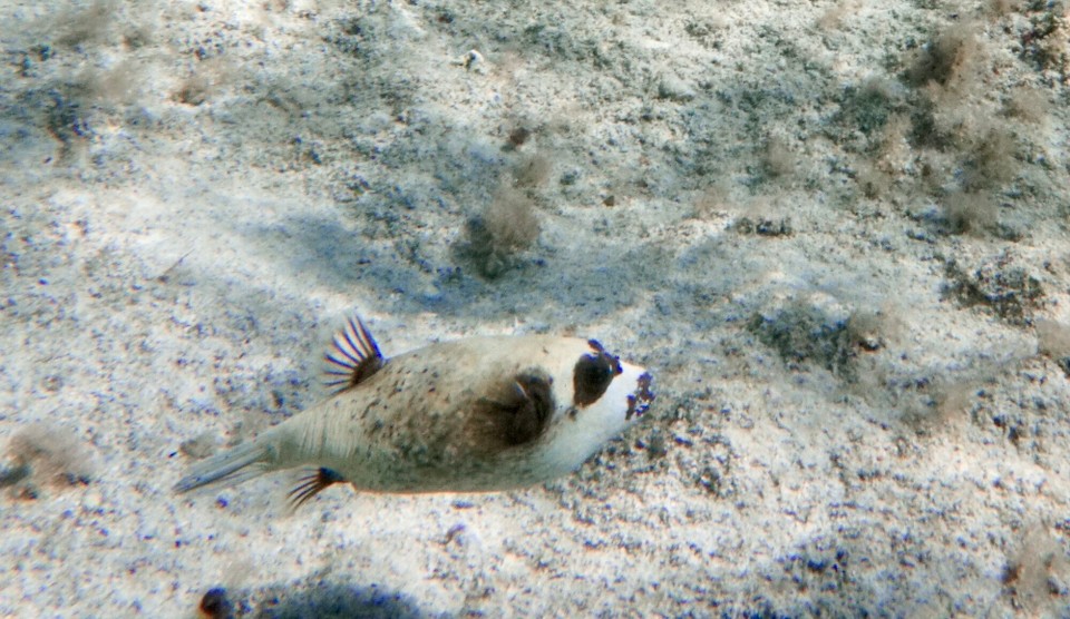 Ägypten - Quseir - Wer hat hier was vom Bierbauch gesagt?