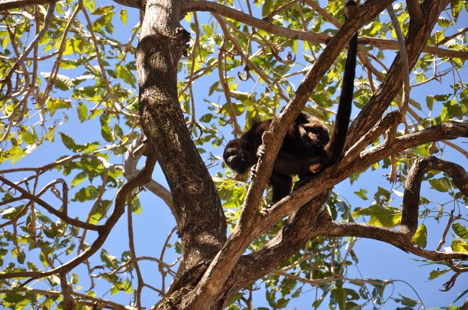 Costa Rica - Nicoya - Diese Brüllaffen begrüßten uns am Strand von Nosara.. :) 