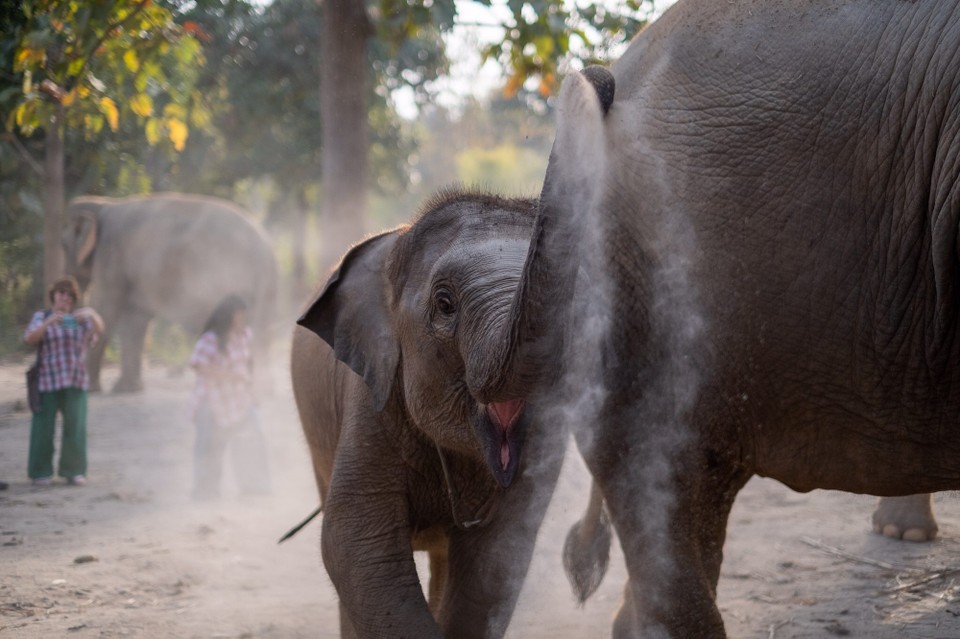 Thailand - Chiang Mai - 