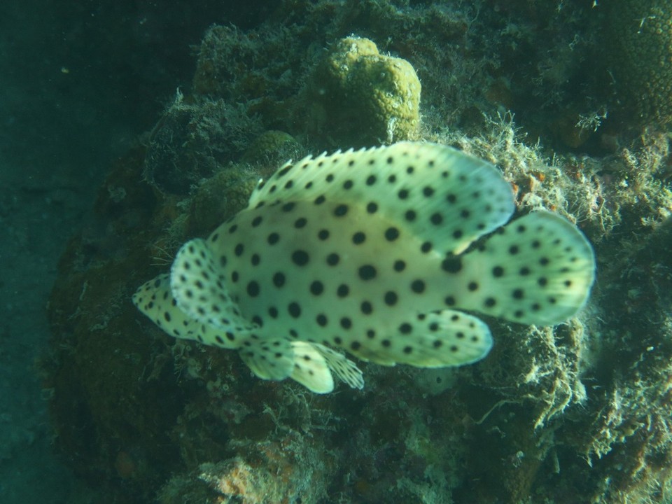 Philippines - Coron - Merou bossu