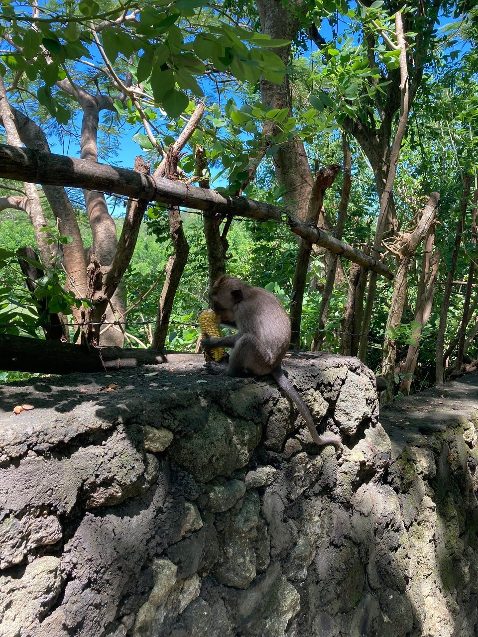 Indonesien - Kabupaten Badung - Tempelanlage Uluwatu - nicht zu nah ran an die Äffchen… auch wenn sie niedlich aussehen, die Zähne sind lang und spitz 🫣