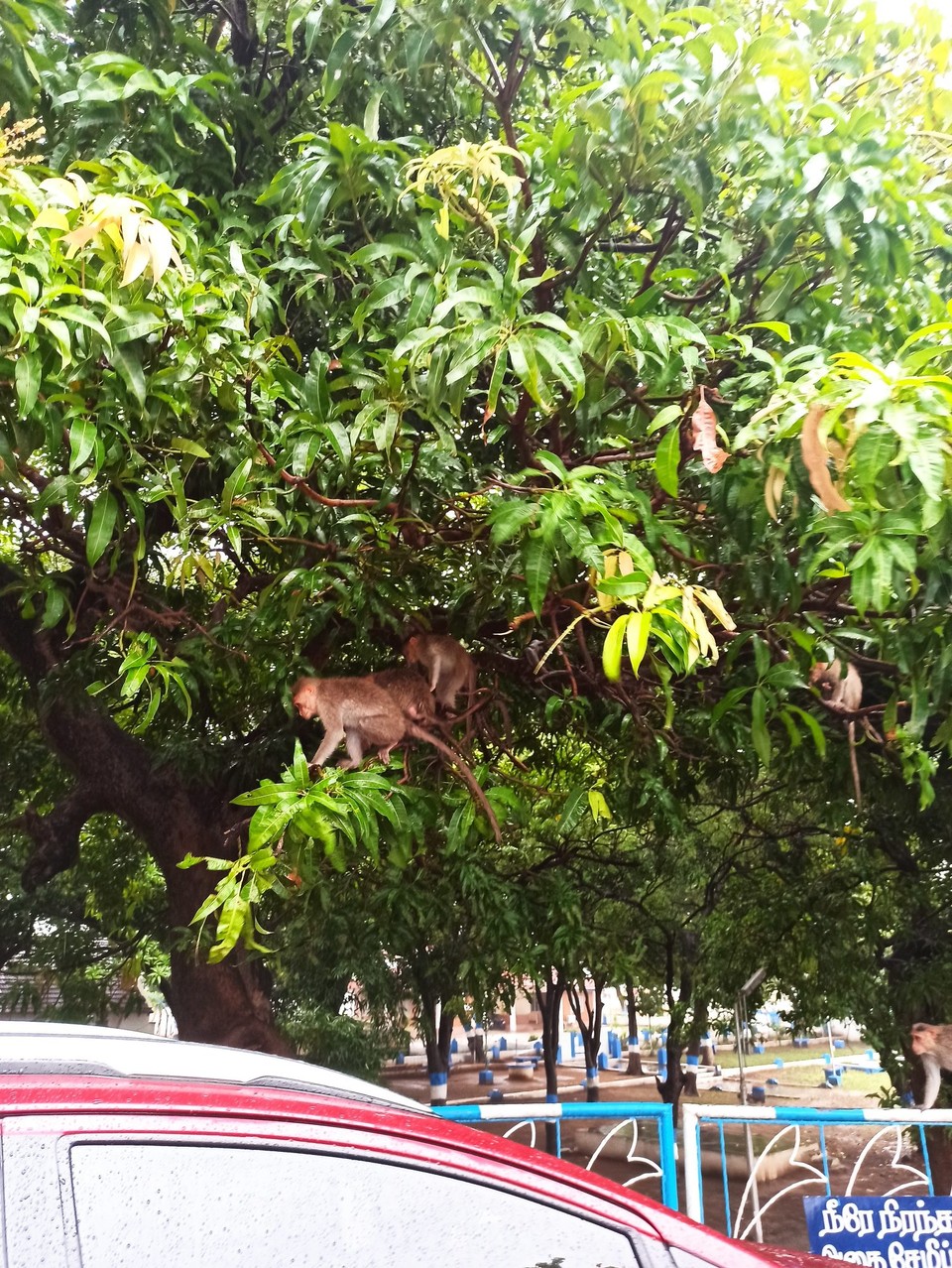 Indien - Thanjavur - Äffchen gelagern unser Auto. 