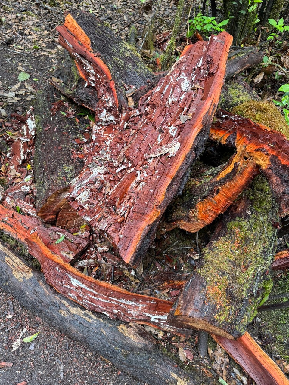 Spanien - San Sebastián de La Gomera - 