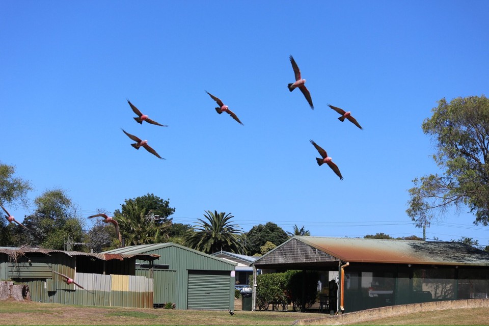 Australien - William Bay - Der Campingplatz ist voll mit Rosakakadus.