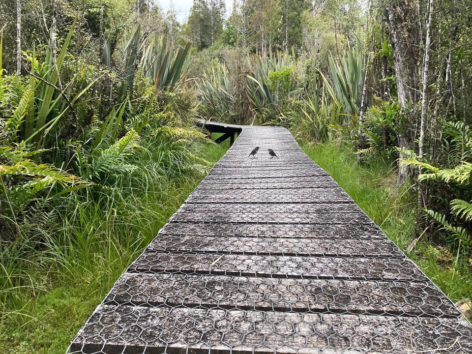 Neuseeland - Harihari - Unterhalten sich zwei Vögel auf einem Wanderweg im Sumpf. Fragt der eine: Na schönen Spaziergang gehabt? Antwortet der andere: Ne laufen ist was für Anfänger 🤪
