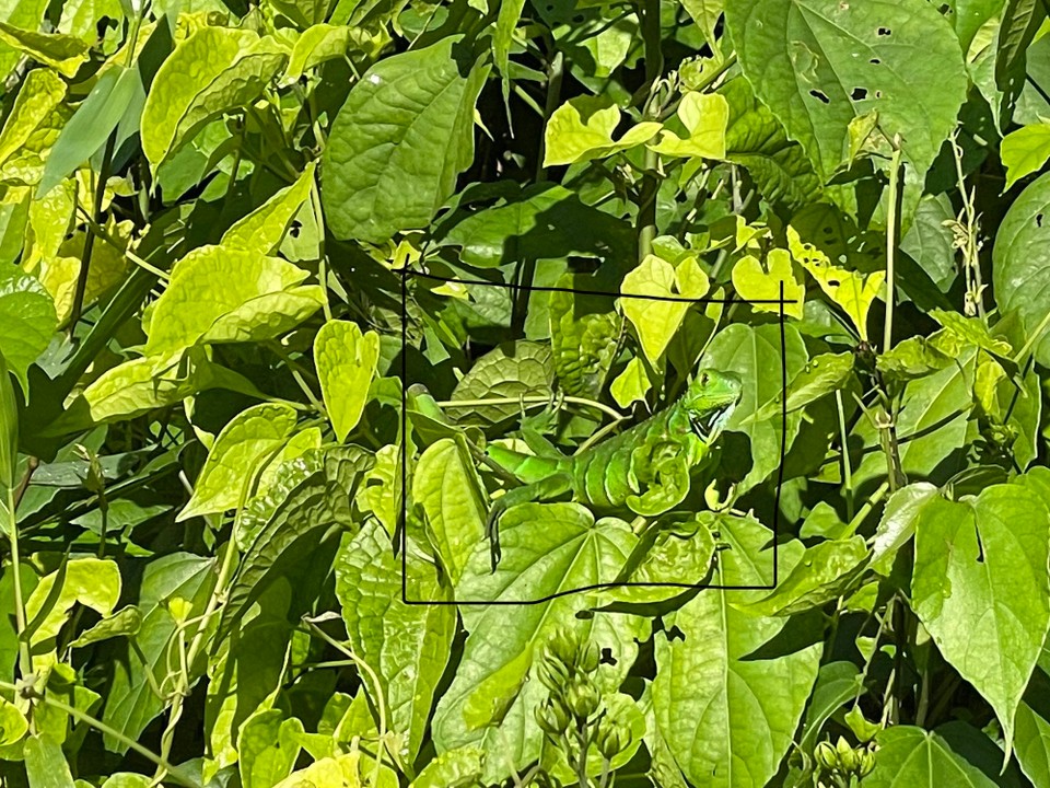Costa Rica - Pococí - Noch besser kann sich ein Tier seiner Umgebung kaum anpassen 🍃 

Wir waren auf jeden Fall beeindruckt, was Bootsführer und Guide vom Wasser aus alles erkennen können 🚣 