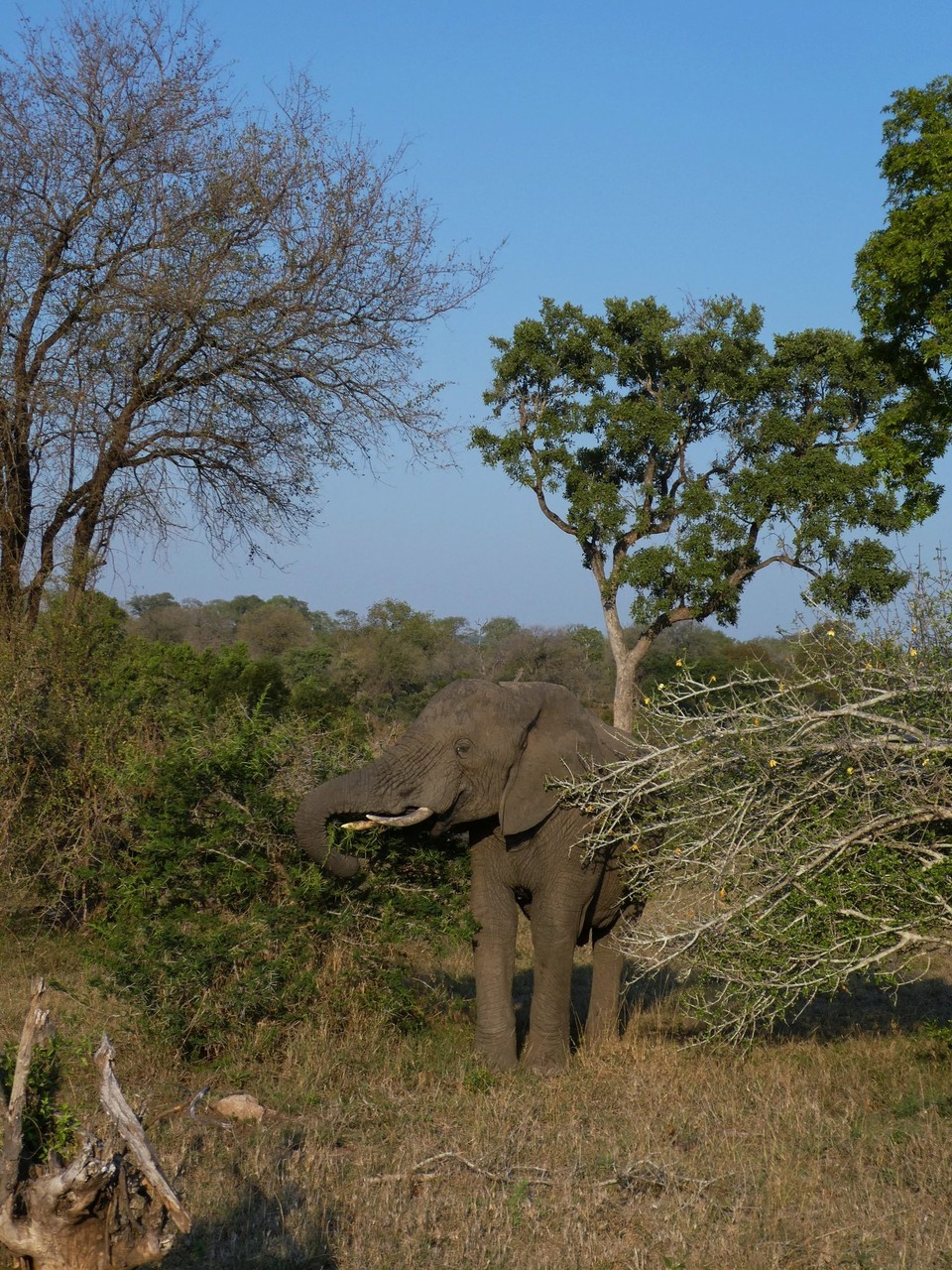 Südafrika - Kruger-Nationalpark - 