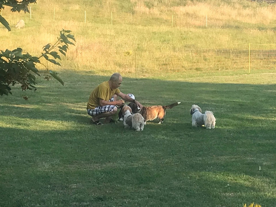 Vereinigtes Königreich - Holyhead - Dr Willy mit sire Hundemeute 🐾👍🏻