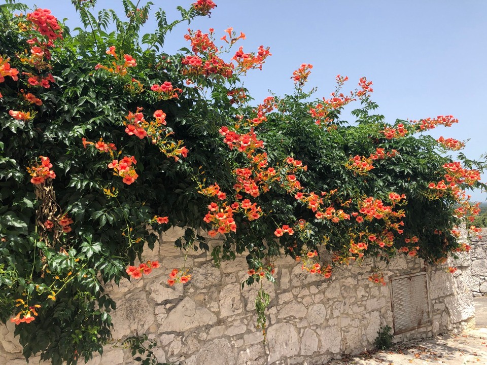 Kroatien - Vrsar - 
