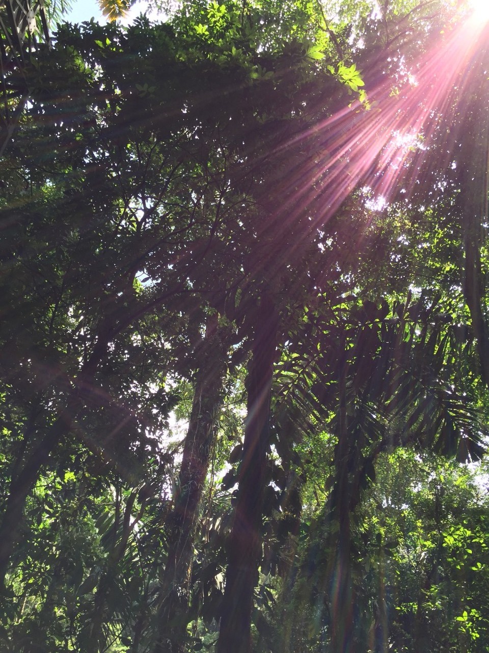 Costa Rica - San Carlos - 